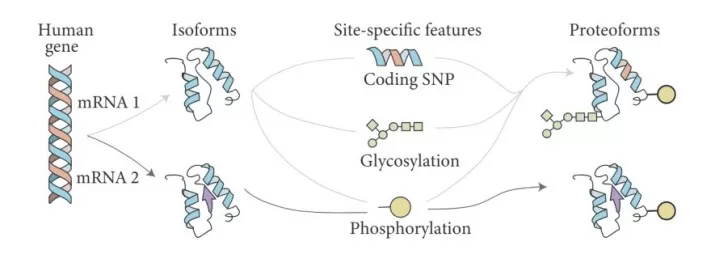 Alternative splicing produces different proteoforms